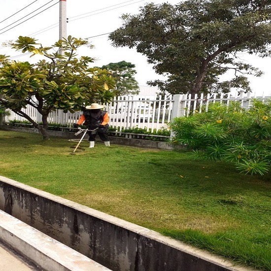 บริการตัดต้นไม้ โคราช - รับทำความสะอาด โคราช -ทีมโปร เซอร์วิส แอนด์ เทรดดิ้ง